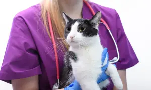 Weterynarz w fioletowej bluzie i niebieskich rękawiczkach trzyma kota. To ważny moment, jakim jest szczepienie kota, zapewniające mu zdrowie.
