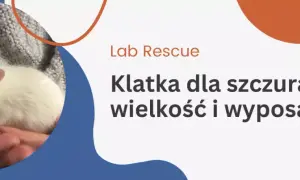 Jaką klatkę dla szczura wybrać, by zapewnić mu komfort i bezpieczeństwo?