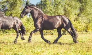 Stajnia koni Sopot - najlepsze oferty jazdy konnej i opieki nad końmi