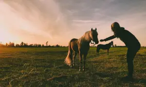 Zachód słońca nad łąką, gdzie kobieta wyciąga rękę do ogiera. Może szuka dla niego imiona?