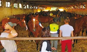 Stadnina Koni Walewice - historia, hodowla i jazda konna w jednym miejscu