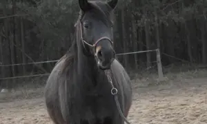 Ciemny koń z rzemiennym ogłowiem, jakby z dawnych czasów, stoi na piaszczystym wybiegu.
