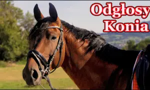 Jakie dźwięki wydaje koń i co naprawdę oznaczają te odgłosy?