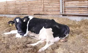 Czarno-biała krowa leży na słomie. Widać jej uzębienie, gdy odpoczywa w oborze.