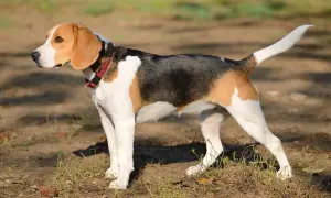Beagle, jedna z ras psów myśliwskich, w trójkolorowym umaszczeniu, stoi na tle ziemi i trawy.