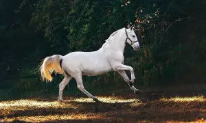 Piękny biały koń, być może najdroższa rasa konia, galopuje na tle zieleni.