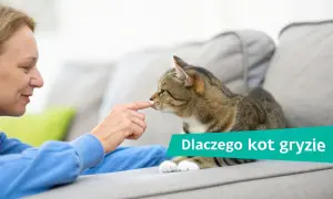 Kobieta delikatnie dotyka nosa kota, który leży na kanapie. Tekst na obrazku: "Dlaczego kot gryzie".