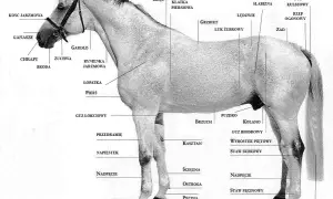Anatomia konia: grzbiet, zad, łopatka, pierś, brzuch, kończyna, kopyto, słabizna.