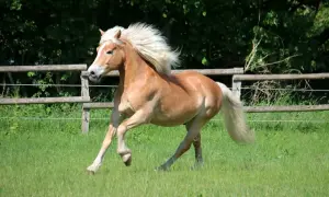 Piękny, kasztanowaty angielski kucyk z bujną, blond grzywą galopuje po zielonej łące.
