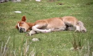 Jak śpi koń? Odkryj tajemnice snu koni i ich pozycje snu