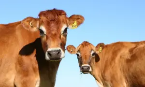 Dwie brązowe krowy, przedstawicielki ras bydła mlecznego, patrzą w obiektyw na tle błękitnego nieba.