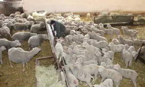 Hodowla owiec w oborze. Rolnik karmi stado białych owiec, niektóre mają numery na grzbietach.