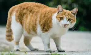 Pomarańczowo-biały kot, który wygląda, jakby potrzebował pomocy, jak odchudzić kota.