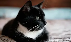 Czarny kot z białym krawatem, zamyślony. Może to imię dla czarnego kota?