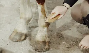 Dutka dla konia czyszczona szczotką. Dłoń delikatnie szczotkuje sierść wokół kopyta.