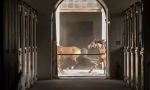 Dwa brązowe konie biegną przez łukowe przejście stajni, wzbijając kurz.