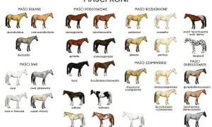 Ilustracja pokazuje jakie są maści koni: bułane, podstawowe, rozjaśnione, siwe, szampańskie i dereszowate.