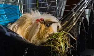 Świnka morska w hamaku z siankiem. Dowiedz się, jak urządzić klatkę dla świnki morskiej, by czuła się jak w domu.