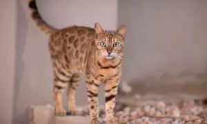 Piękny kot bengalski o zielonych oczach, idealny dla alergików. Jego cętkowane futro jest hipoalergiczne.