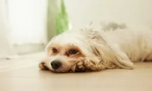 Smutny piesek z długą, jasną sierścią leży na podłodze. Jego oczy wydają się zmęczone, co może sugerować anemię u psa.
