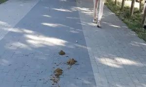 Czy można jeździć konno po chodniku? Oto nieznane przepisy i kary