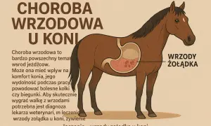 Ilustracja przedstawia konia z widocznym przekrojem żołądka, gdzie zaznaczone są wrzody. Choroba wrzodowa u koni to poważny problem.