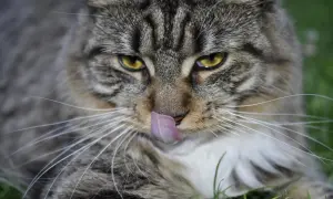 Duży kot rasy Maine Coon oblizuje pyszczek, jego bursztynowe oczy patrzą wprost na Ciebie.