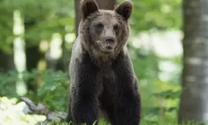Młody niedźwiedź brunatny siedzi w lesie. Jego legowisko to gawra, gdzie zimuje.