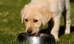 Szczeniak labrador pije z miski. Czy psy mogą pić mleko? To pytanie nurtuje wielu właścicieli.