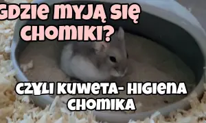 Jak nauczyć chomika robić do kuwety - skuteczne metody i porady