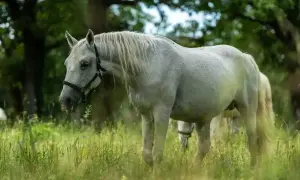 Piękny, dereszowaty koń pasie się na łące. Jego sierść jest lekko nakrapiana, a grzywa rozwiana na wietrze.