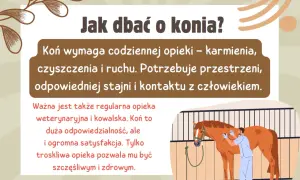 W dzień konia dbamy o jego zdrowie i szczęście. Wymaga codziennej opieki, ruchu i kontaktu z człowiekiem.