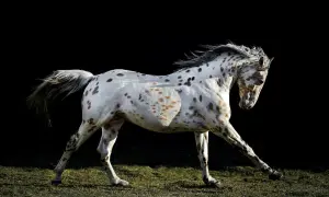 Piękny koń rasy appaloosa w biegu, z charakterystycznymi cętkami na białej sierści, na tle ciemnego tła.