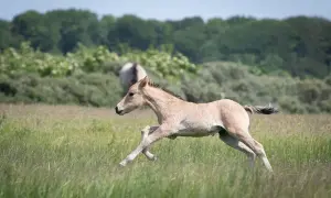Młody konik polski w galopie przez łąkę, w tle inne konie i drzewa. Widać jego szybki wzrost.