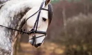 Piękny koń andaluzyjski w rzędzie, z siwą sierścią i ciemną grzywą, na tle rozmytego lasu.