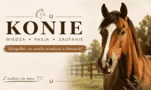 Piękny koń hiszpański z białą gwiazdką na czole, na tle stajni i zieleni. Napis "Konie" i hasło "Wszystko, co warto wiedzieć o koniach!".