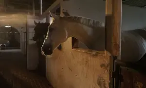Biały wałach i ciemny koń stoją w stajni. Słońce wpada przez okno, oświetlając ich pyski.