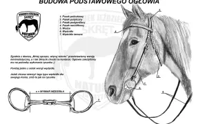 Ilustracja przedstawia budowę ogłowia konia z ponumerowanymi częściami, w tym wędzidło.