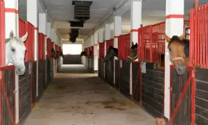 Konie w stajni, zapraszamy do stadniny koni Kaszczorek! Sprawdź nasz cennik.