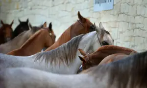 Obozy jeździectwa naturalnego: jak wybrać najlepszy program dla siebie