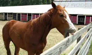 Brązowy koń z białą strzałką na pysku pochyla się nad płotem, pokazując język. W tle widać stajnie i napis "RODEO".