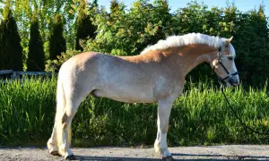 Haflinger o pięknym, kasztanowym umaszczeniu i białej grzywie, prezentuje swój imponujący wzrost na tle zieleni.
