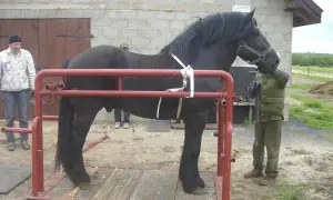 Przygotowanie konia do budowy boksu. Czarny koń w specjalnej konstrukcji, ludzie pomagają.