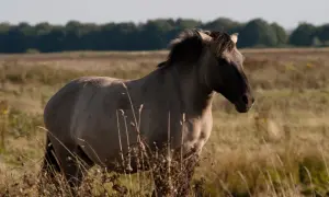 Szlachetny konik biłgorajski w naturalnym środowisku, na tle łąki i lasu.