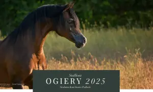 Jak obliczyć liczbę ogierów w stadninie z 48 końmi?