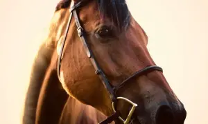 Brązowy koń z grzywą, wędzidło w pysku ma kształt podkowy.