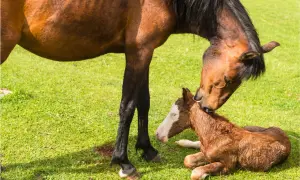 Matka liże świeżo narodzonego źrebaka. Trudno ocenić, ile waży źrebak, ale jest malutki i mokry.