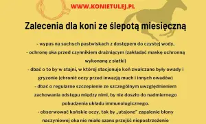 Zalecenia dla koni ze ślepotą miesięczną: ochrona oczu, higiena stajni, szczepienia. Dbanie o końskie oczy to podstawa.