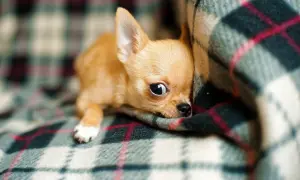 Uroczy szczeniak chihuahua, jeden z najmniejszych psów miniaturki, wtula się w ciepły koc w kratę.