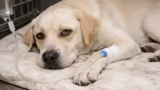 Labrador leżący z kroplówką, poddawany leczeniu leptospirozy u psa.
